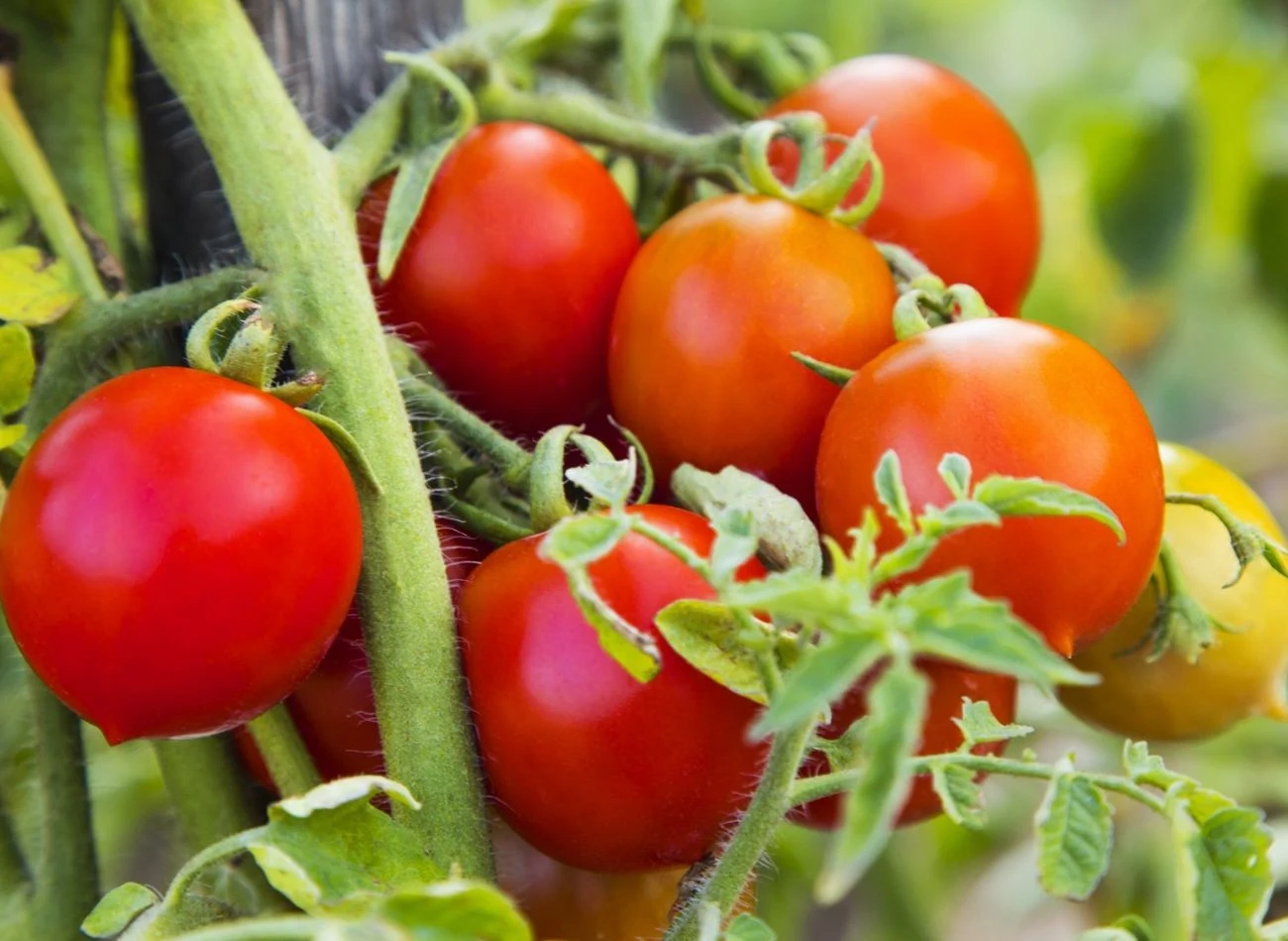 Usuwanie wierzchołków pędów głównych również przyspiesza proces dojrzewania pomidorów