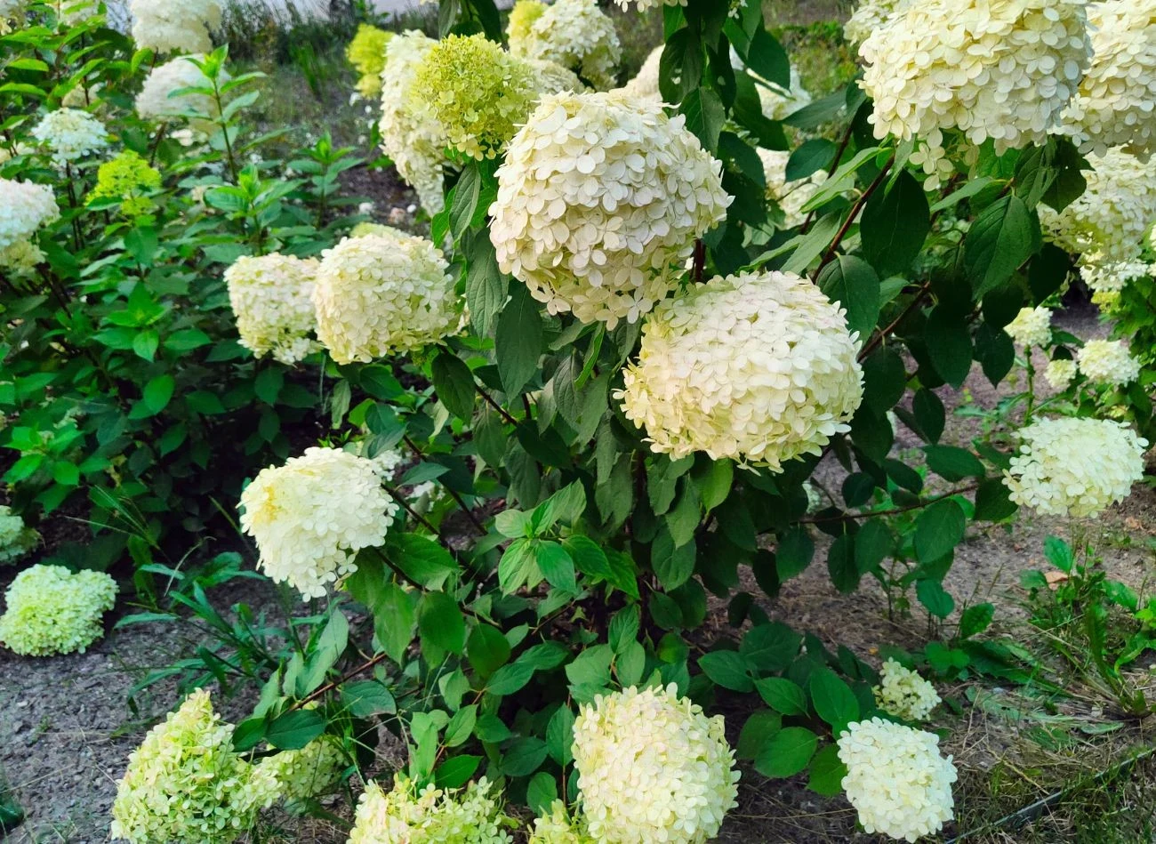 Dodatek kompostu do gleby sprawi, że hortensja się przyjmie i będzie zjawiskowo kwitła