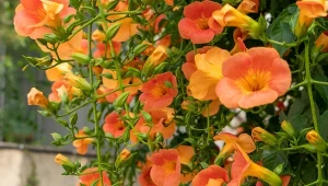 Zastanawiasz się, jaką funkcję w ogrodzie mogą pełnić pnącza? Okazuje się, że możliwości jest wiele, trzeba tylko dobrze dobrać roślinę.