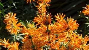 Leonotis stworzy w ogrodzie oryginalną kurtynę z kwiatów.