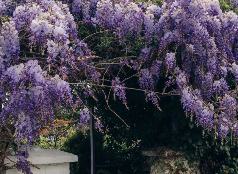 Wisteria chińska potrafi piąć się w górę, ale równie dobrze można okalać nią przejścia, tunele, zamykać i otwierać przejścia kwiecistą kopułą