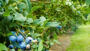 Ściółkowanie drzew i krzewów w ogrodzie, niby proste, potrafi przynieść więcej szkód niż korzyści, jeśli źle dobierzesz materiał okrywowy. Czego nie kłaść pod borówki i porzeczki? Odpowiadamy.