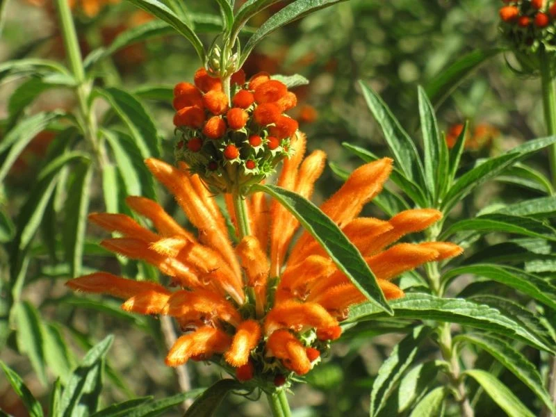 Kwiaty leonotisa są niepowtarzalne