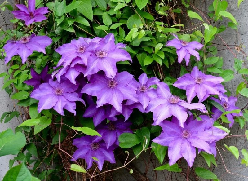 Kwitnące powojniki to piękna dekoracja ściany, pod bujnymi liśćmi i kolorowymi kwiatami z trudem dojrzysz nieestetyczną ścianę