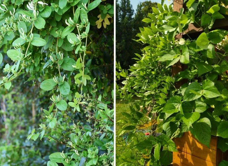 Wysokie, zielone pnącza oraz rośliny delikatnie kwitnące stworzą gęstą ścianę, która zamknie wskazaną przestrzeń lub ukryje niechciany element arch...