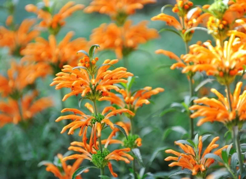 Uprawa leonotisa nie jest kłopotliwa