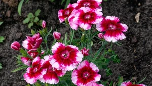 Odżywka na przedłużenie kwitnienia goździków jest dziecinnie prosta w przygotowaniu.