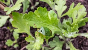 Żeruje w ogrodzie i niszczy rośliny. Gdy dostanie się do domu, może narobić szkód