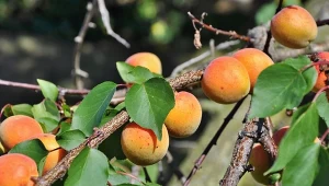 Jak pielęgnować morele po owocowaniu? Ten zabieg zapewni obfite plony w następnym sezonie.
