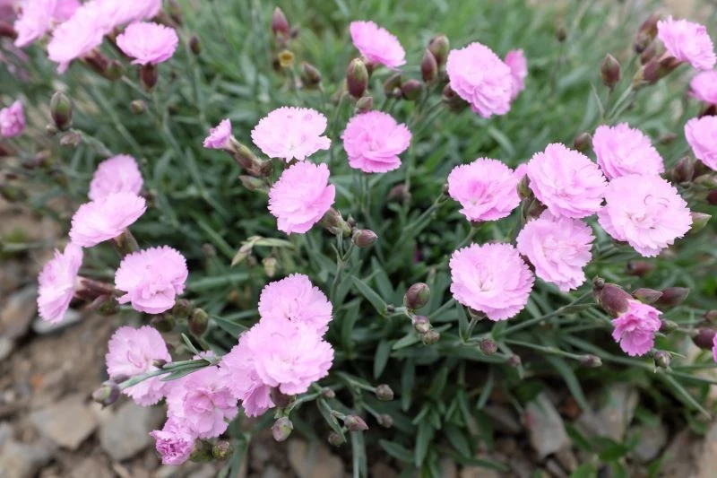 Goździki ogrodowe mogą kwitnąć imponująco długo