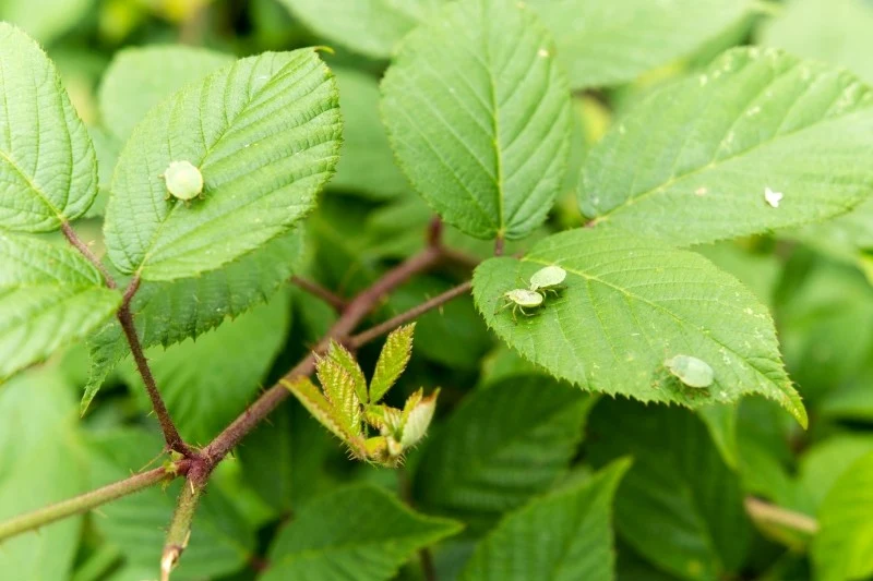 Odorek zieleniak żywi się sokami roślin, dlatego może prowadzić do uszkodzeń upraw