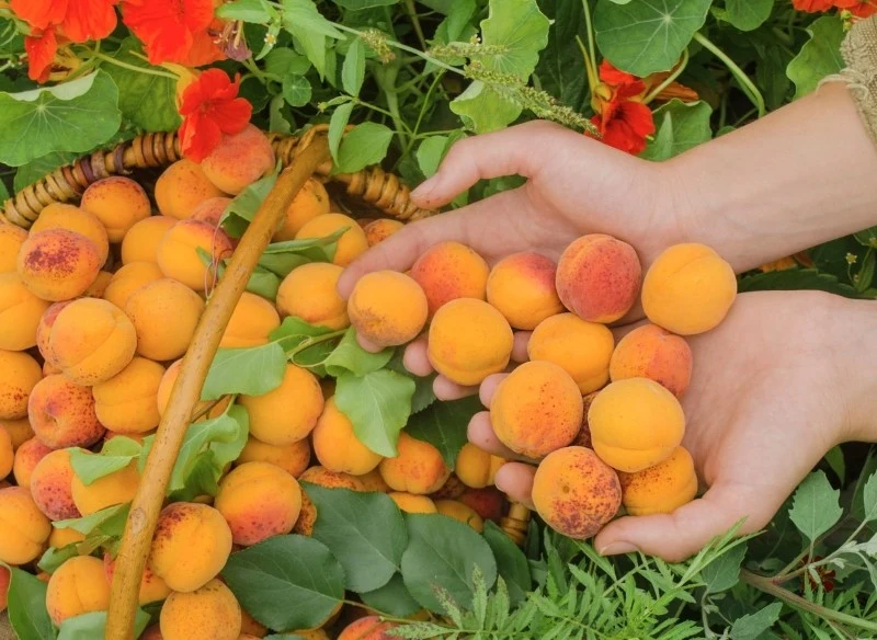 Morele po owocowaniu również wymagają odpowiedniej opieki