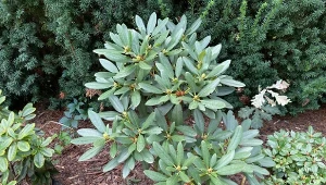 Rododendrony, zwłaszcza te zaatakowane latem przez choroby, warto zasilić biohumusem - doglebowo oraz dolistnie./Deccoria.pl