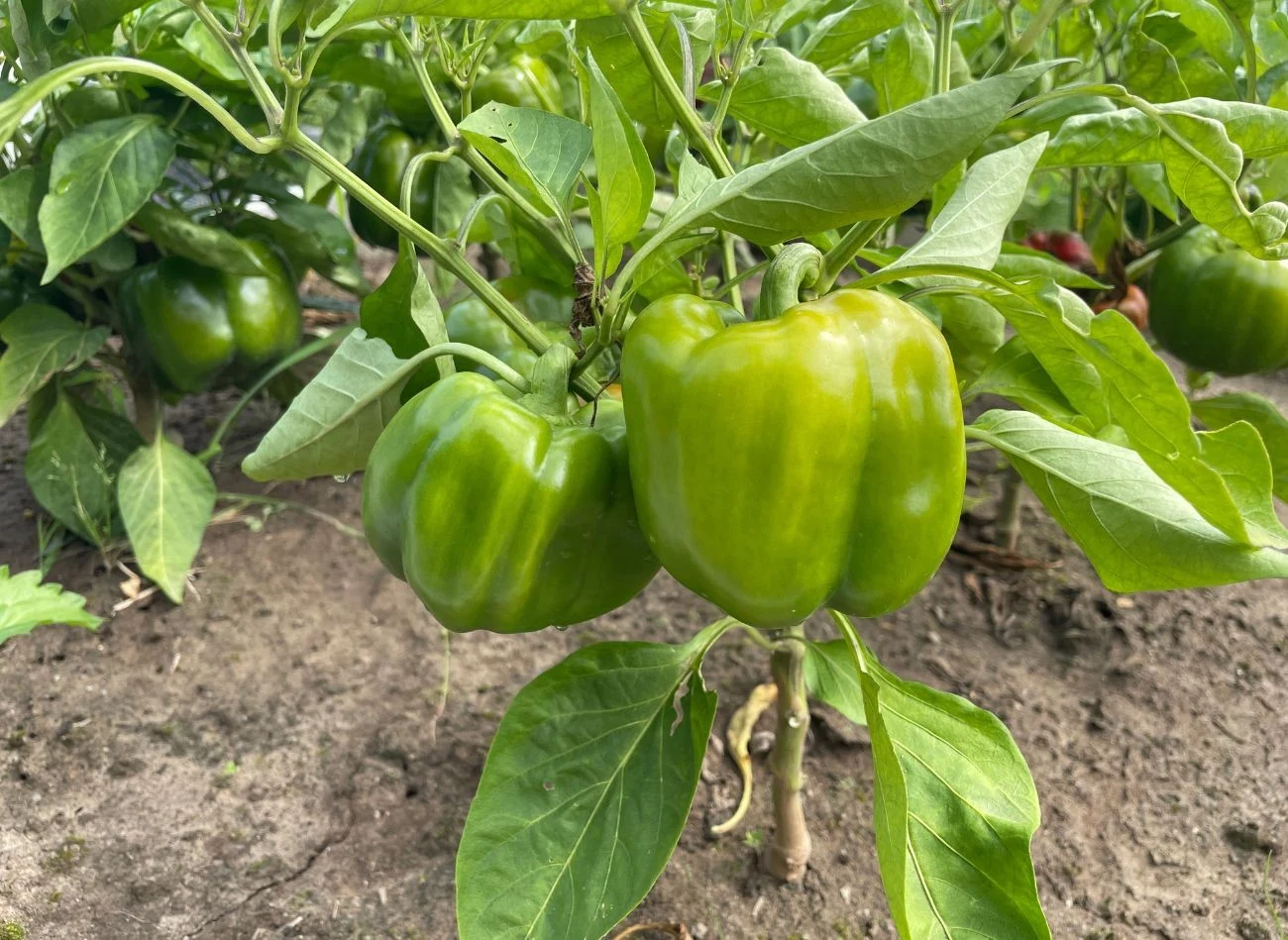 Biohumus zawiera odpowiednie dawki cynku, magnezu, manganu, miedzi, wapnia i żelaza, potrzebne warzywom do prawidłowego wzrostu