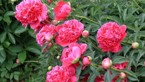 Gdy na roślinach wyrastają głównie liście, zastanawiasz się, co zrobić, żeby piwonie obficie zakwitły. Najważniejsze jest zaspokojenie 4 kluczowych potrzeb rośliny, przeczytaj i sprawdź, jakich.