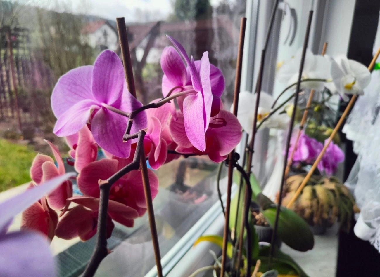 Biohumus w różnej w postaci można stosować również do roślin doniczkowych