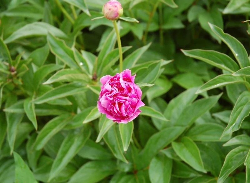 Pojedyncze pąki na piwonii w pierwszym roku nie powinny cię niepokoić