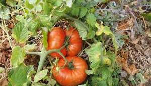 Czy chore pomidory można dać na kompost?