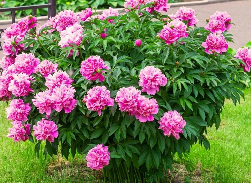 Liczne kwiaty piwonii to wyjątkowa dekoracja ogrodu