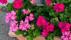 Jak pobudzić pelargonie do kwitnienia? Zrób prostą, a zarazem skuteczną odżywkę.