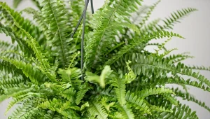 Co zrobić, żeby paprotka wypuszczała nowe liście i zagęściła się?