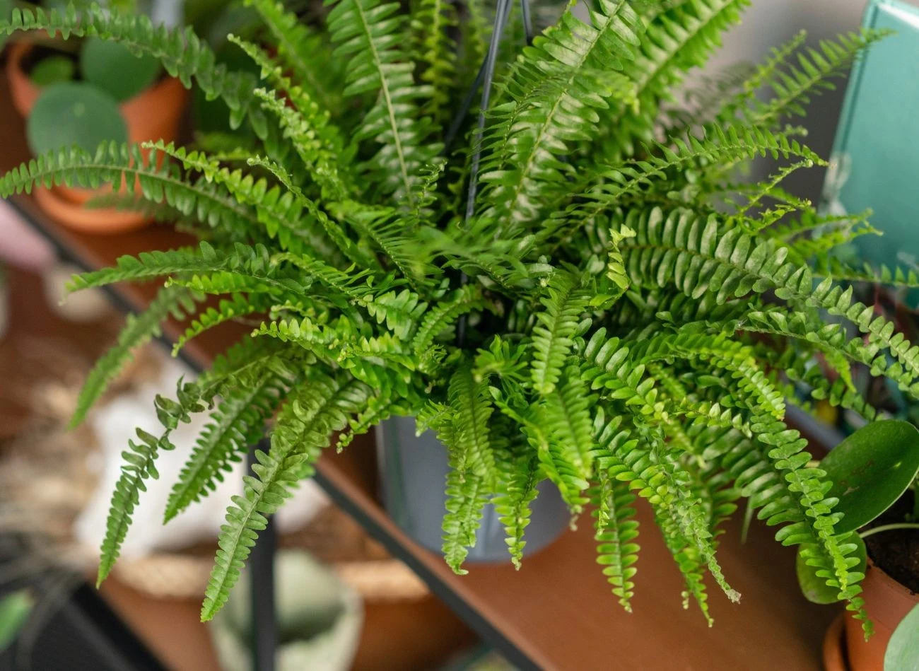 Paprotki są bardzo wrażliwe na zmieniającą się temperaturę