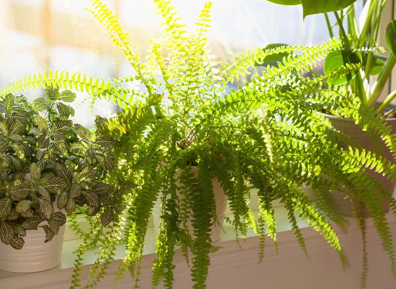 Dobór odpowiedniego stanowisko dla paprotki to jeden z czynników, który wpływa na jej wzrost