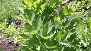 Lubczyk ogrodowy (Levisticum officinale) to aromatyczny afrodyzjak.