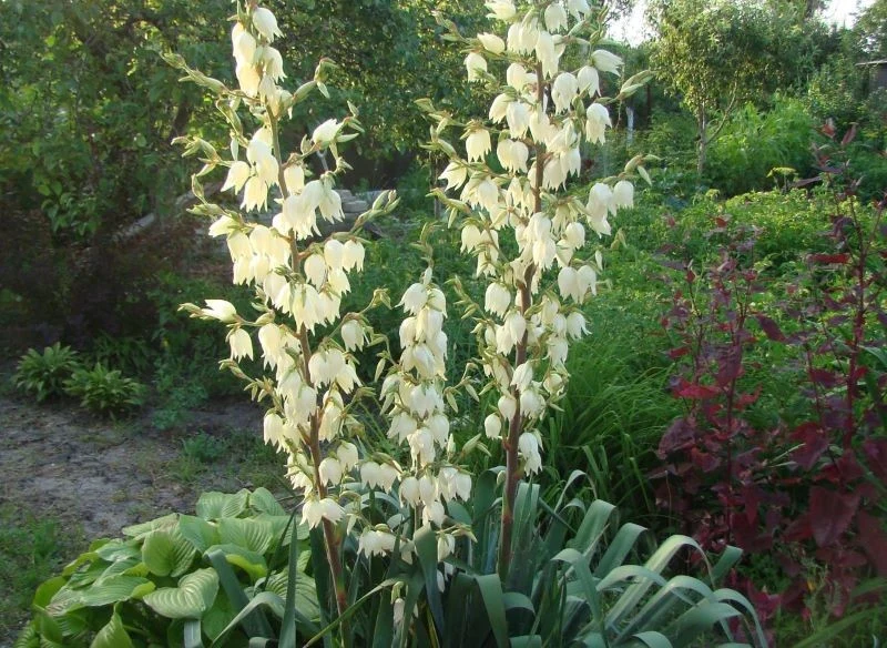 Juka w idealnych warunkach potrafi wyrastać do nawet