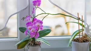 Domowa odżywka pobudza storczyka do bujnego kwitnienia.