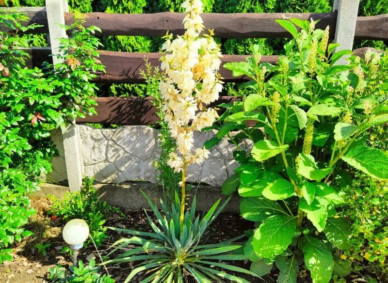 Młodej juce warto zostawić nieco więcej miejsca i oddzielić ją tym samym od innych bylin, ponieważ dobrze odżywiona mocno się rozrośnie