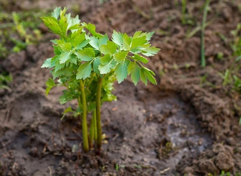 Młody lubczyk wymaga częstego podlewania