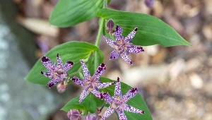 Trójsklepka owłosiona (Tricyrtis hirta) – uprawa i zastosowanie