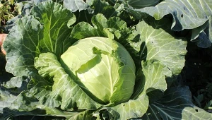 Dlaczego główki kapusty pękają? Główne przyczyny i sposoby zapobiegania