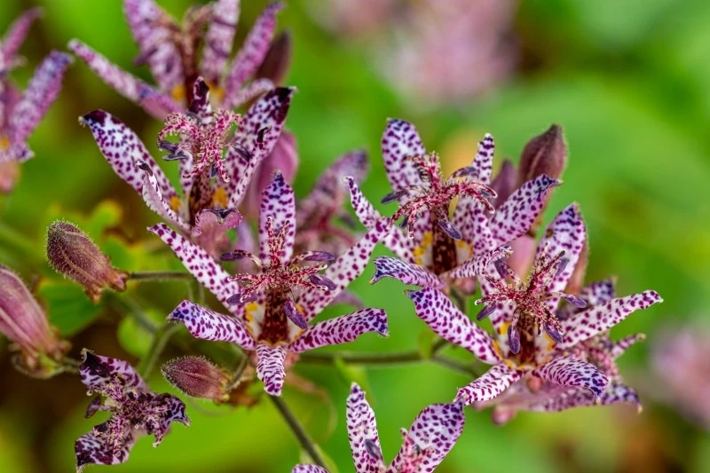 Kwiaty trójsklepki owłosionej przypominają storczyki lub lilie