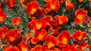 Maczek kalifornijski można wysiewać przez 8 miesięcy w roku. Kwitnie do pierwszych przymrozków.