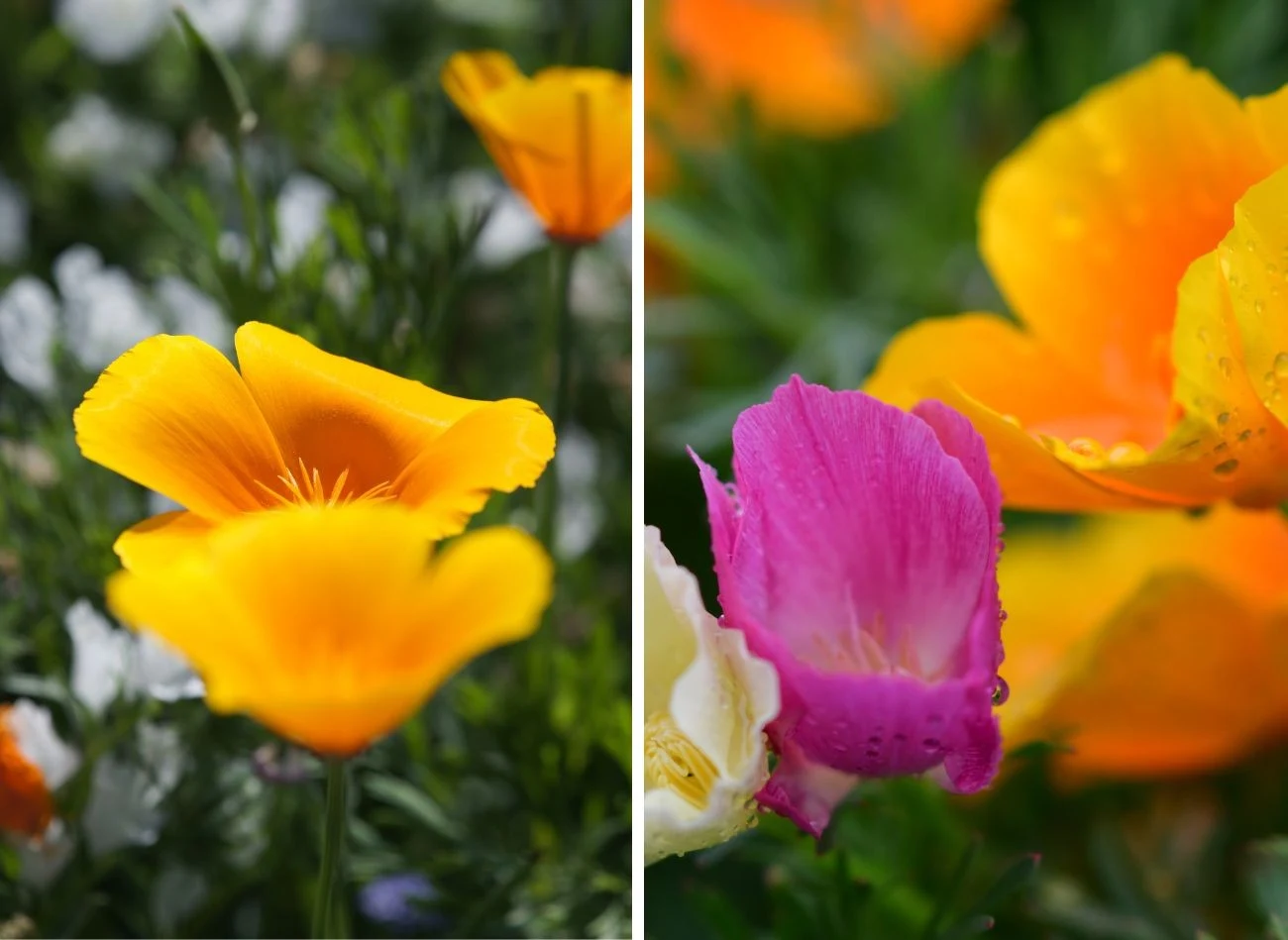 Maczek kalifornijski występuje w wielu barwnych odmianach