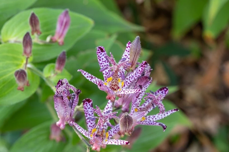Trójsklepka owłosiona ma niewielkie wymagania uprawowe, choć są rzeczy, których nie toleruje