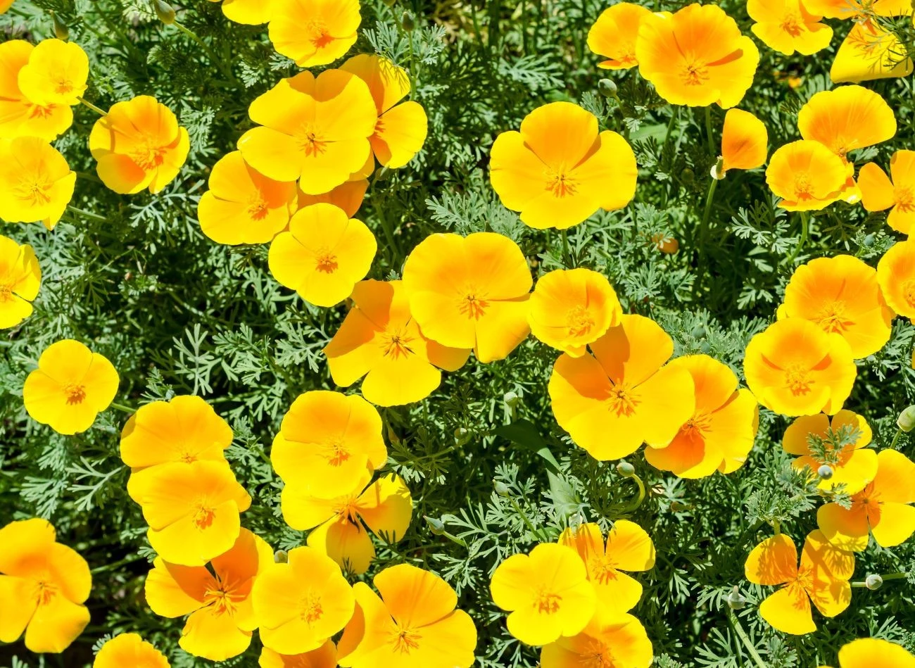 Maczek kalifornijski najlepiej rośnie na stanowiskach słonecznych, w dobrze przepuszczalnej glebie