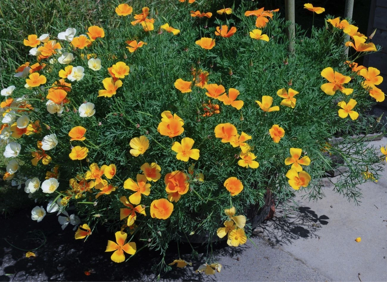 Maczek kalifornijski doskonale sprawdzi się na rabacie