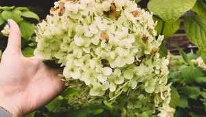 Zastanawiasz się, dlaczego hortensje wysychają i marnieją? Czasami drobny błąd w pielęgnacji wystarczy, by pogorszyła się ich kondycja. Na szczęście kwiaty da się uratować, wystarczy odżywka domowej roboty.