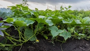 Czego nie sadzić po ogórkach, jeśli chorowały?
