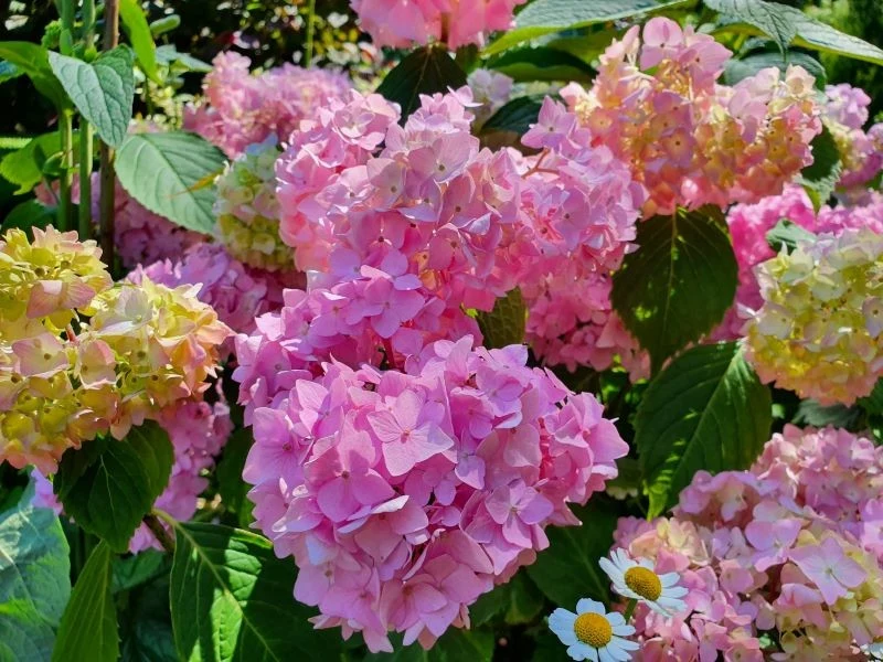 Dobrze odżywione i umiejętnie podlewane krzewy utrzymują piękne kwiaty nawet do października i co sezon prezentują się okazalej