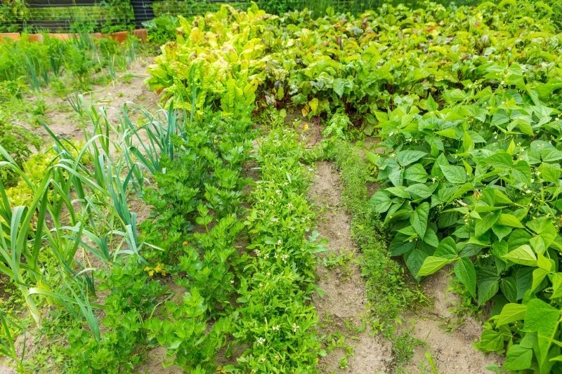Jakie warzywa siać i sadzić po ogórkach