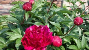 Przycinanie piwonii to ważny zabieg, który przekłada się na obfitsze kwitnienie w kolejnym sezonie.