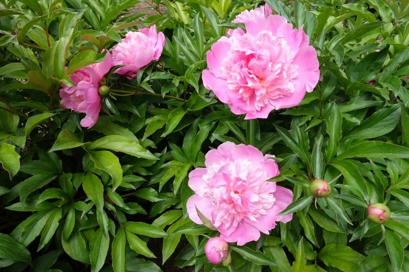 Istnieje dwie techniki przycinania piwonii