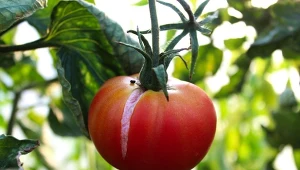Pękanie pomidorów na krzaku to problem w wielu ogrodach. Zwłaszcza w sierpniu.