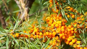 Już pod koniec sierpnia gałązki rokitnika oblepiają kiście pomarańczowych owoców.