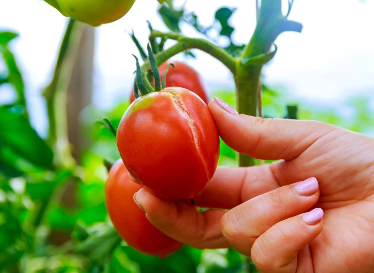 Pomidory przed pękaniem może uchronić odpowiednia ściółka, która zatrzymuje wodę w ziemi