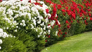 Najlepsze róże na żywopłot dostępne są w wielu odmianach kolorystycznych: niższych i wyższych. To od ciebie zależy jak ostatecznie będzie wyglądało różane ogrodzenie.